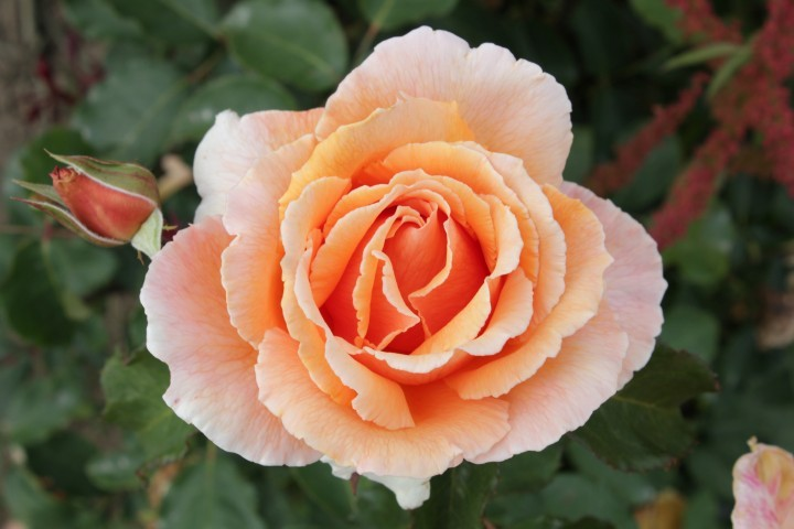 Just Joey — Select Roses